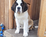 Собаки в Балашихе: Щенок сенбернара Мальчик, 40 000 руб. - фото 1