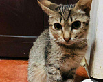 Кошки в Нытве: Котики бесплатно, Бесплатно - фото 6