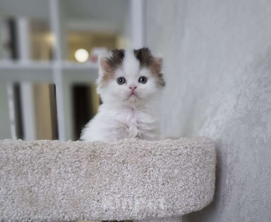 Кошки в Ярославле: Шотландский длинношерстный мальчик Мальчик, 30 000 руб. - фото 6