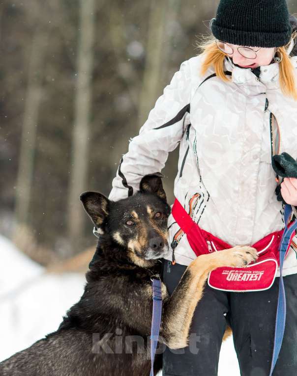 Собаки в других городах Пермского края: Брутальный внешне, а внутри мамочник Мальчик, Бесплатно - фото 2