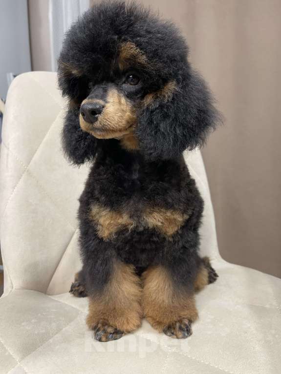 Собаки в Калуге: Пудель фантом  Мальчик, 75 000 руб. - фото 5