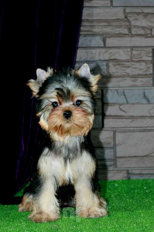 Собаки в Голицыно: Кукольная девочка Девочка, 90 000 руб. - фото 3