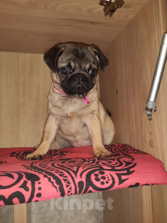 Собаки в Новосибирске: Девчушка мопса 6 месяцев Девочка, 35 000 руб. - фото 4