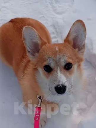 Собаки в Маркс: Продам щенка пемброк Девочка, 35 000 руб. - фото 1