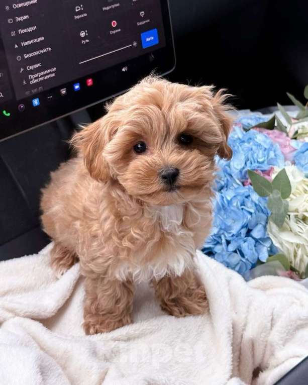 Собаки в Самаре: Мальтипу, щенок Мальчик, 180 000 руб. - фото 4