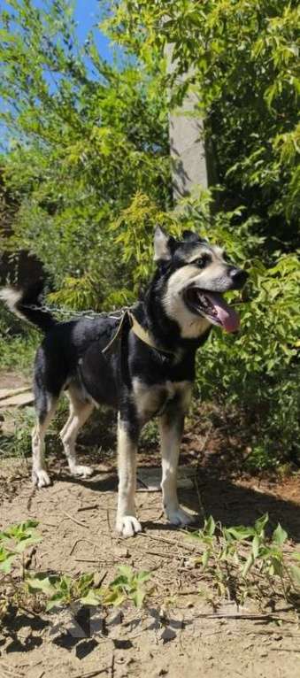 Собаки в Москве: Голубоглазый ласковый пёс Харлей в дар Мальчик, 1 руб. - фото 7