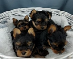 Собаки в Балашихе: Щенки породы Йоркширского терьера Мальчик, 60 000 руб. - фото 2