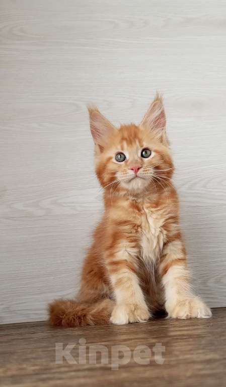 Кошки в Москве: Мейн-Кун котята Разнополые, Бесплатно - фото 8