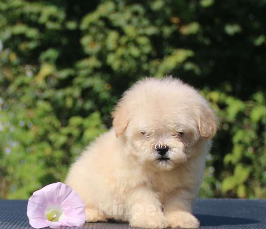 Собаки в Москве: мальтипу  девочки мини и микро Девочка, 120 000 руб. - фото 6