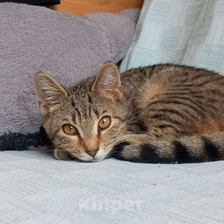 Кошки в Санкт-Петербурге: Котëнок Леоша в добрые руки Мальчик, Бесплатно - фото 8