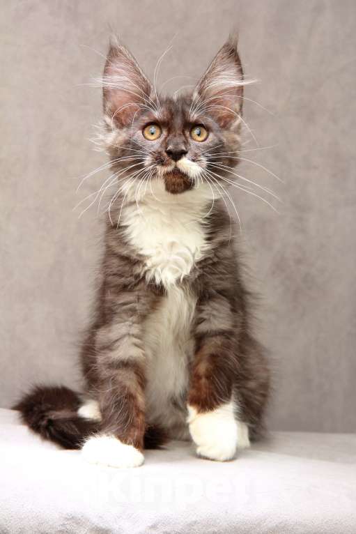 Кошки в Москве: Красавица с окрасом дымная с белым Девочка, 40 000 руб. - фото 3