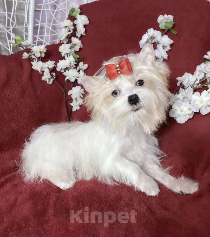 Собаки в Москве: Белый йорк с голубыми глазами девочка подрощенная Девочка, 130 000 руб. - фото 2