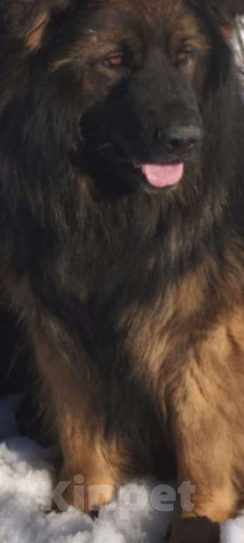 Собаки в Кировграде: Щенки немецкой овчарки длинношёрстные Девочка, 15 000 руб. - фото 3