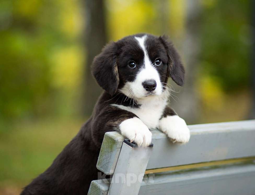 Собаки в Санкт-Петербурге: Великолепный щенок вельш-корги кардиган Мальчик, 45 000 руб. - фото 8