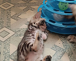 Кошки в Москве: Бенгальский котенок Мальчик, 20 000 руб. - фото 6