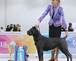 Собаки в Чехове-2: Девочка Кане Корсо  Девочка, 50 000 руб. - фото 6
