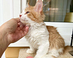 Кошки в Москве: Пушистое чудо, котенок по имени Сахарок в дар Мальчик, Бесплатно - фото 5