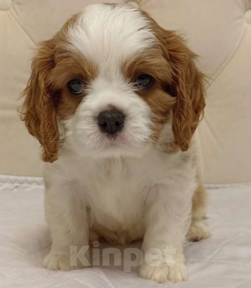 Собаки в Екатеринбурге: Кавалер чики  Мальчик, Бесплатно - фото 4