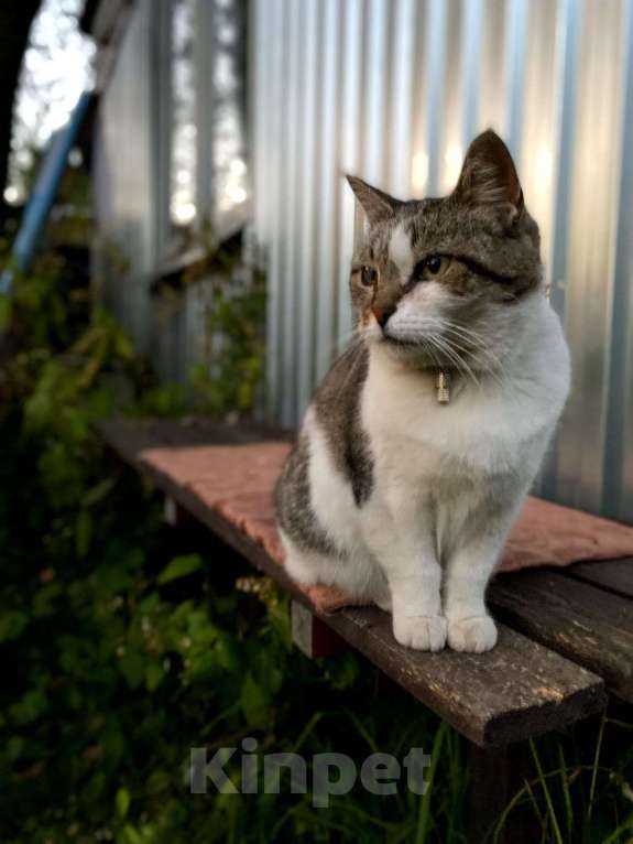Кошки в Москве: Бастинда, Возраст 3+ года. Девочка, Бесплатно - фото 2