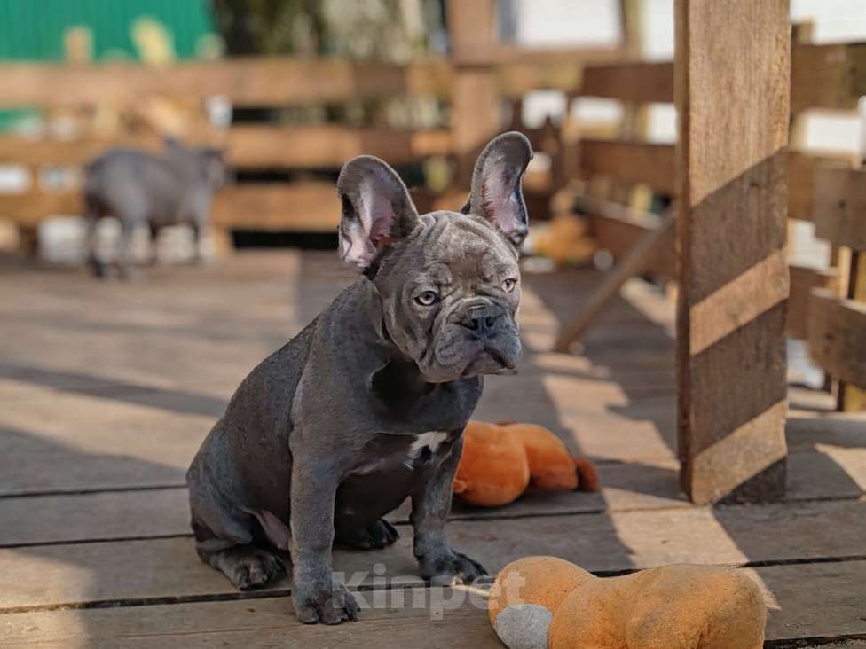 Собаки в Санкт-Петербурге: Шикарная лиловая  девочка Девочка, 60 000 руб. - фото 10