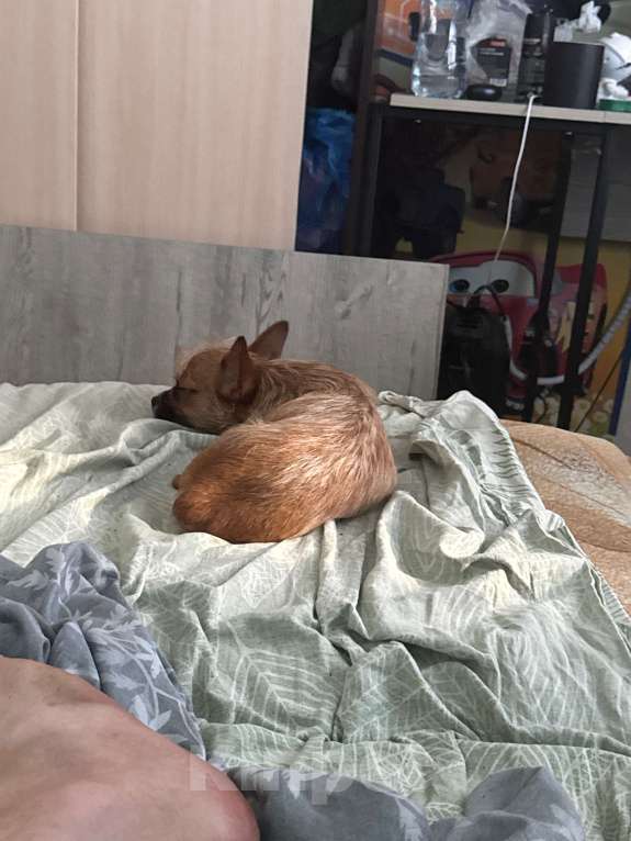 Собаки в Горном-Алтайске: Помесь чихуахуа и француз бульдог Мальчик, 7 000 руб. - фото 3