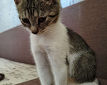 Кошки в других городах Московской области: котёнок Девочка, Бесплатно - фото 7
