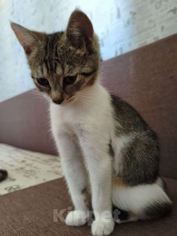 Кошки в других городах Московской области: котёнок Девочка, Бесплатно - фото 7