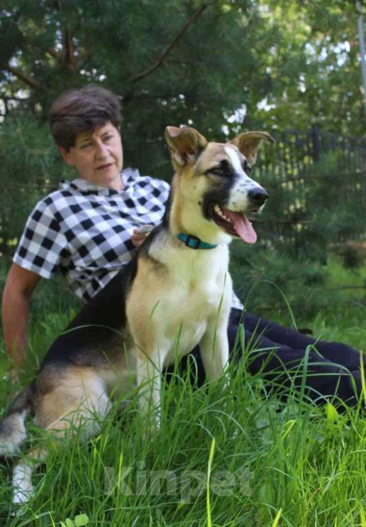 Собаки в Балашихе: щенка выкинули на трассе из машины Девочка, Бесплатно - фото 2