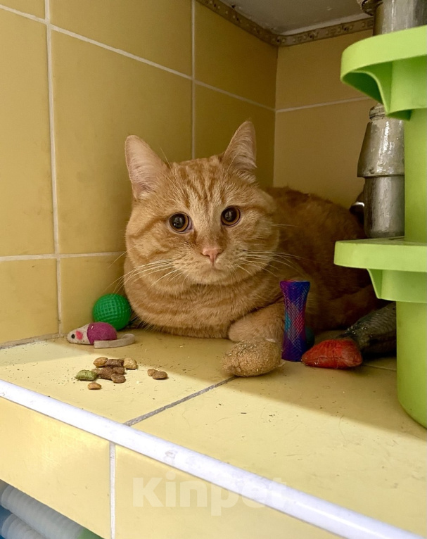 Кошки в Москве: Найден кот Мальчик, Бесплатно - фото 3