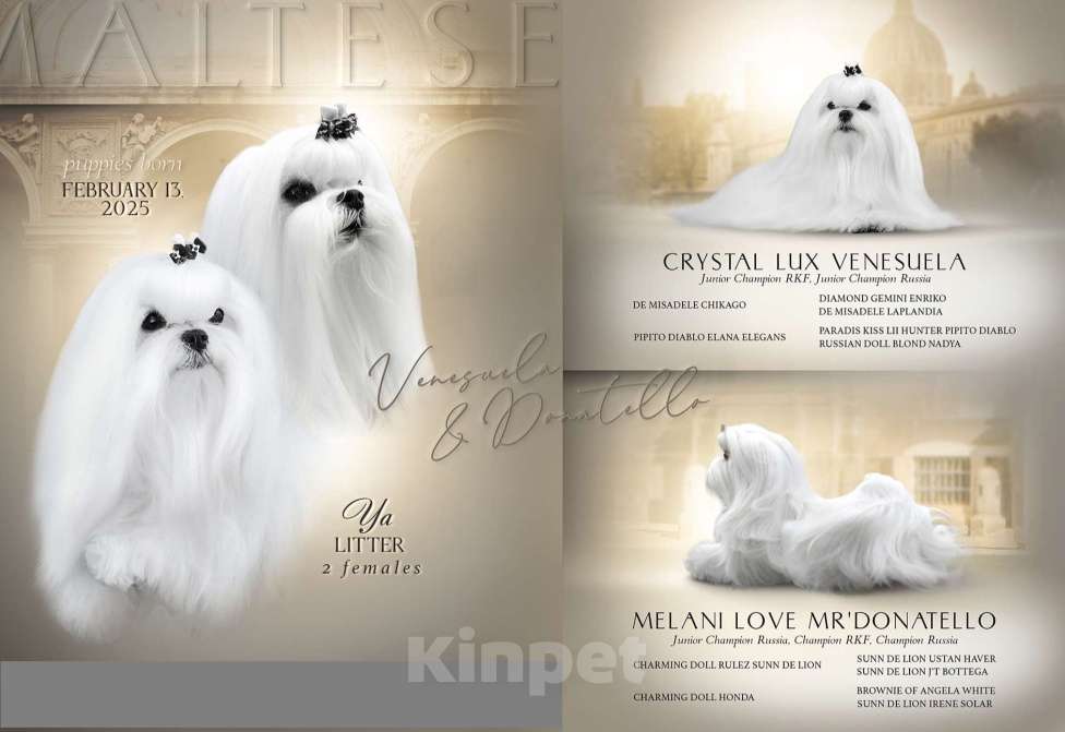 Собаки в Москве: Малтезе девочка  Девочка, 150 000 руб. - фото 3