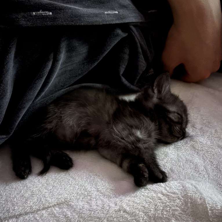 Кошки в Красноярске: Котёнок в добрые руки  Девочка, Бесплатно - фото 2