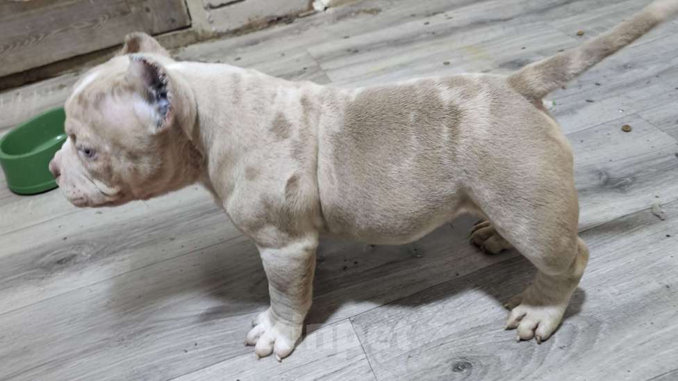 Собаки в Новочеркасске: Американский булли Мальчик, 70 000 руб. - фото 2