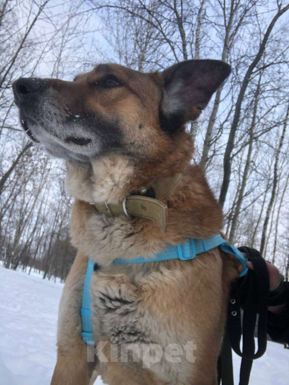 Собаки в Москве: Очаровательный ушастик Лёня из приюта Мальчик, Бесплатно - фото 5