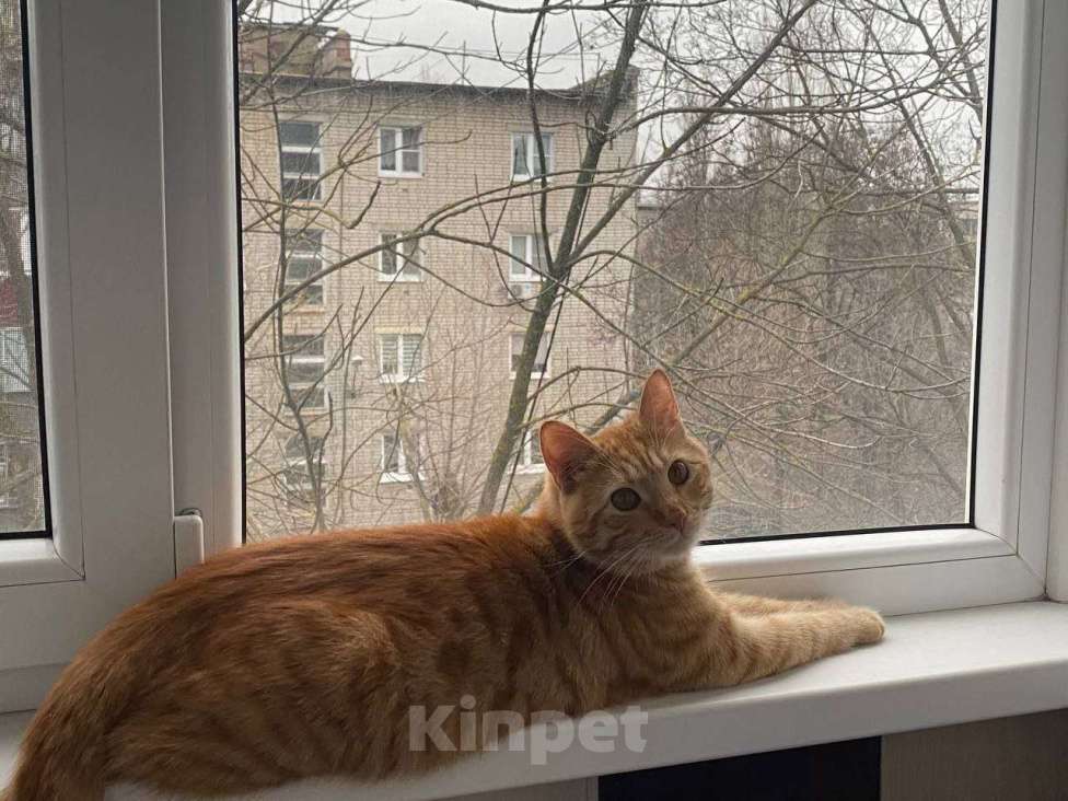 Кошки в Липецке: Ленивый рыжуля - Ларри Мальчик, Бесплатно - фото 4