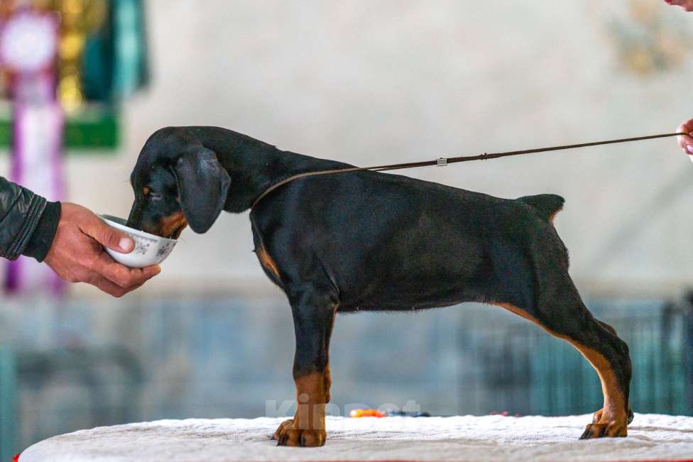 Собаки в Москве: Перспективные щенки добермана Мальчик, 80 000 руб. - фото 7