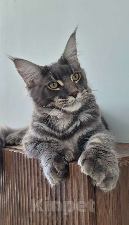 Кошки в Москве: Полидакт мейн-кун  Мальчик, 45 000 руб. - фото 8