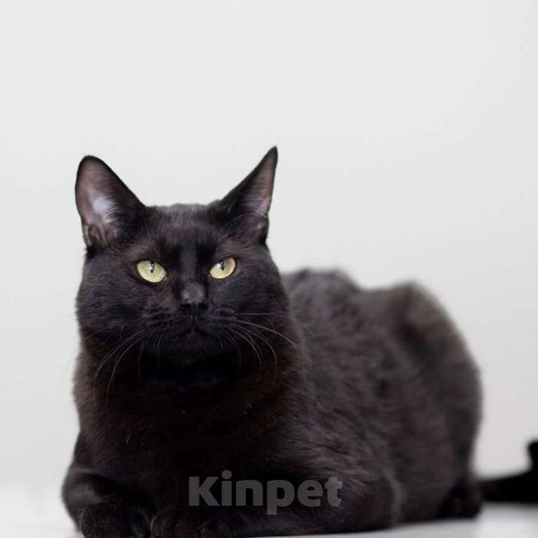 Кошки в Москве: Котик Черныш ищет дом Мальчик, Бесплатно - фото 4