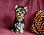 Собаки в других городах Московской области: щенки йоркширского терьера Девочка, Бесплатно - фото 3
