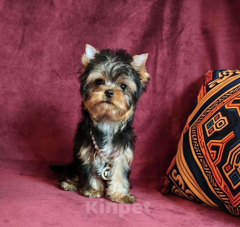 Собаки в других городах Московской области: щенки йоркширского терьера Девочка, Бесплатно - фото 3