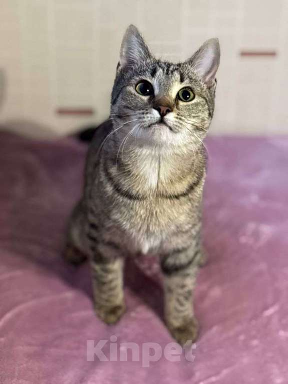 Кошки в Москве: котенлк Виталина ищет дом Девочка, Бесплатно - фото 7