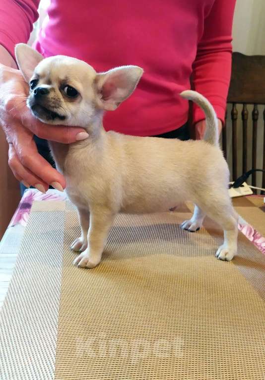Собаки в Москве: супер мальчишка чихуахуа Мальчик, 50 000 руб. - фото 6