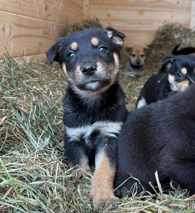 Собаки в Москве: Малыш Гоша ищет свою любимую семью  Мальчик, Бесплатно - фото 2