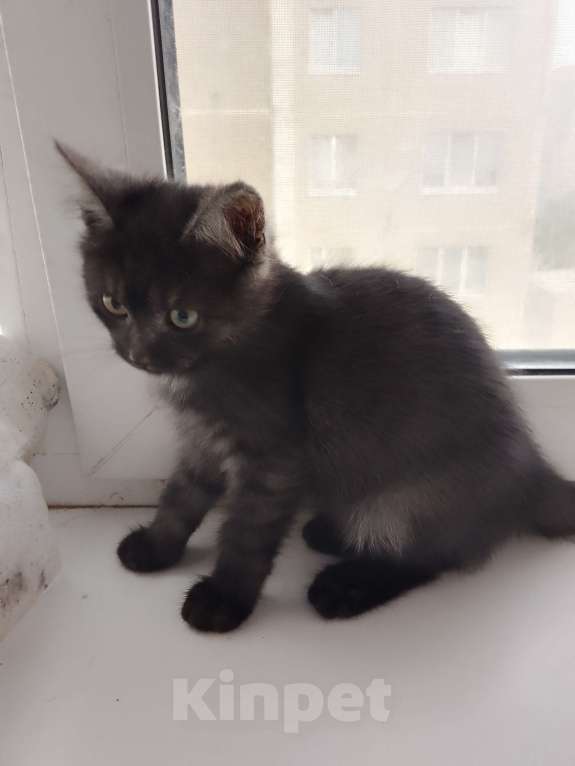 Кошки в Воронеже: Отдам в добрые руки котика Мальчик, Бесплатно - фото 5