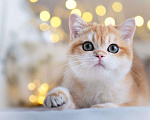 Кошки в Владивостоке: Шикарный британский котенок Мальчик, 80 000 руб. - фото 6