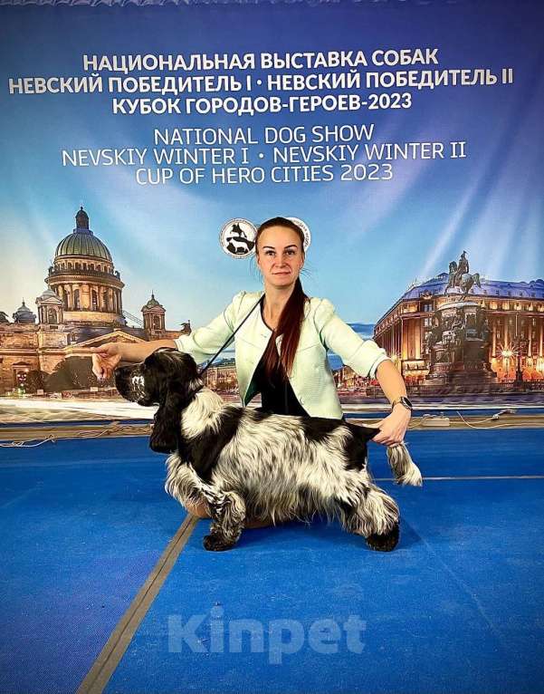 Собаки в Санкт-Петербурге: Девочка английский кокер спаниель щенок  Девочка, 45 000 руб. - фото 8