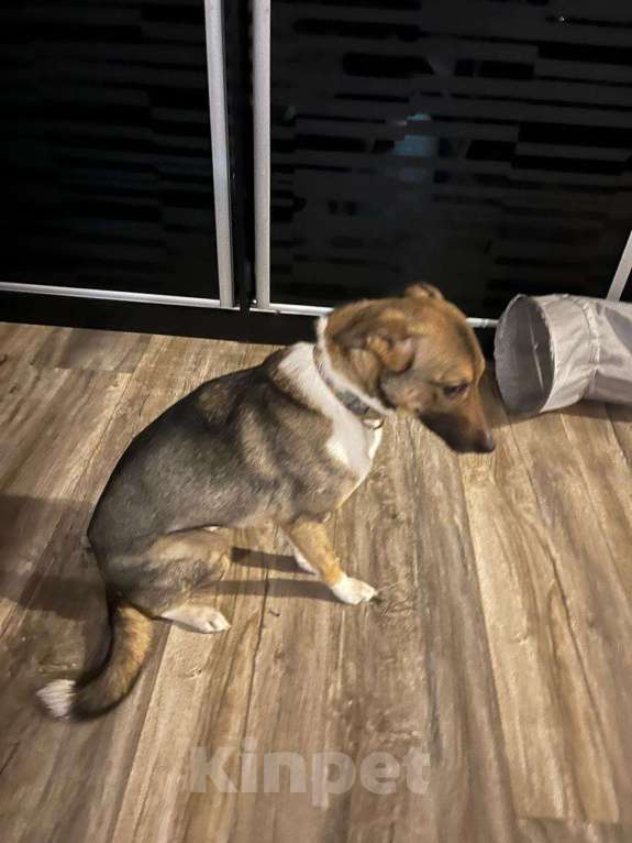 Собаки в Москве: Луна в добрые руки  Девочка, Бесплатно - фото 3