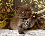 Кошки в Астрахани: Котик Эшли Мальчик, 40 000 руб. - фото 7