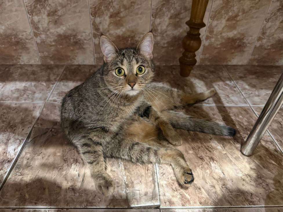 Кошки в Пятигорске: Мирочка Девочка, Бесплатно - фото 3