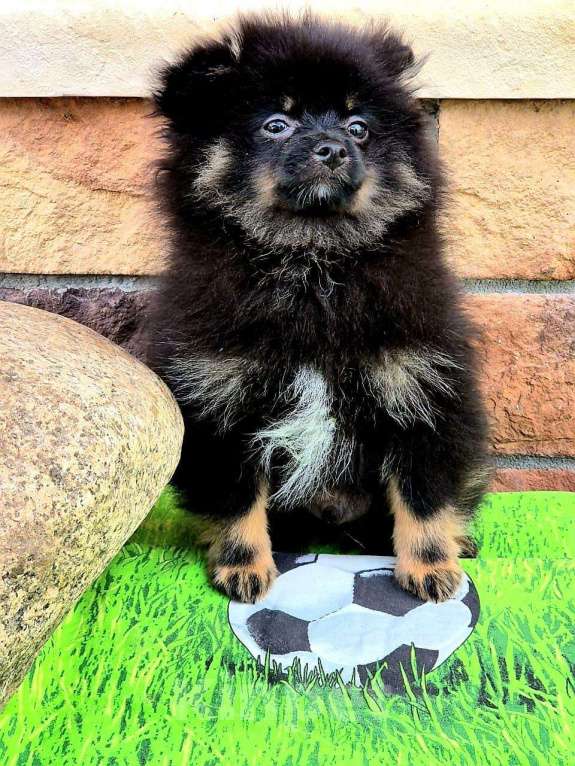 Собаки в других городах Московской области: Померанский шпиц подпало-черный Мальчик, 30 000 руб. - фото 2