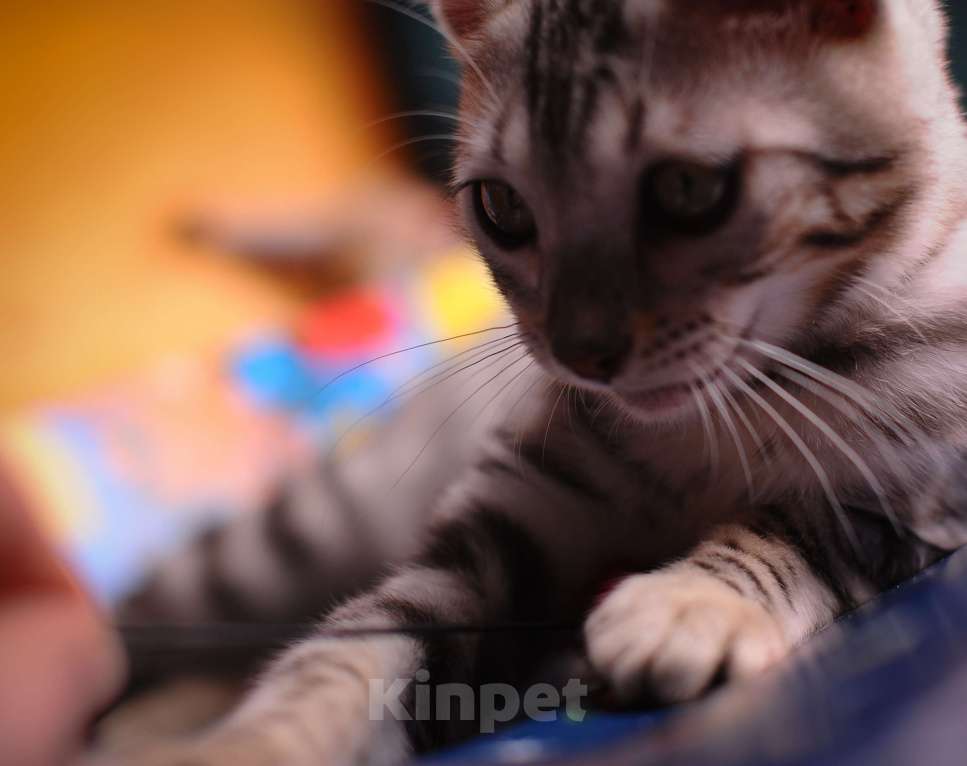 Кошки в Москве: Бенгальский котенок серебро Мальчик, 45 000 руб. - фото 3